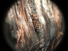 Tegea atropicta