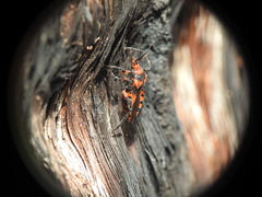 Tegea atropicta