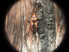 Tegea atropicta