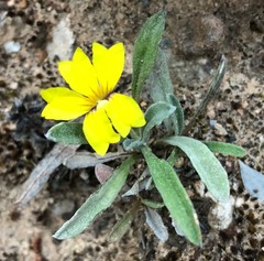 Goodenia willisiana