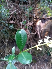Palicourea boqueronensis
