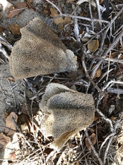 Callyspongia plicifera