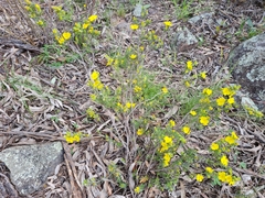 Hibbertia calycina