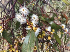 Eucalyptus porosa