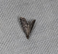 Auchmophoba tynnuta