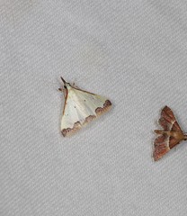 Autocharis hedyphaes