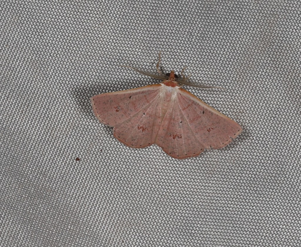 Casbia rhodoptila