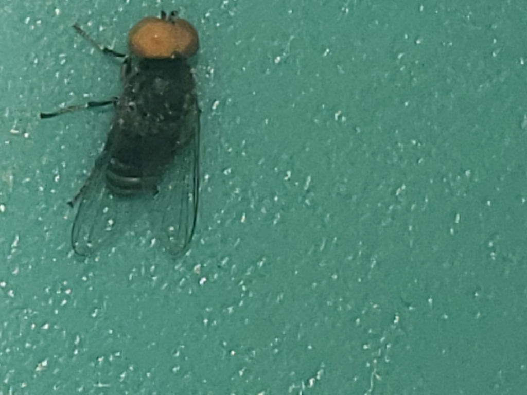 Platypeza anthrax