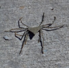 Trigonoplax longirostris