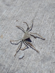 Trigonoplax longirostris