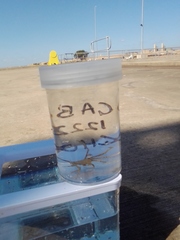 Trigonoplax longirostris