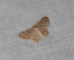 Idaea simplex