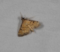 Herpetogramma hipponalis
