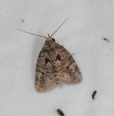 Lophothripa vitea