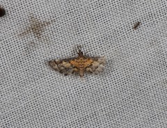 Metasia polytima
