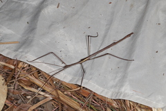 Phasmatini