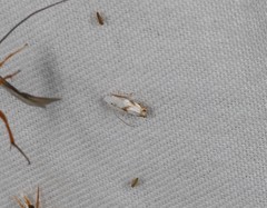 Opostegoides gephyraea