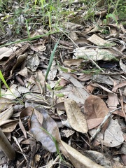 Cheirostylis notialis