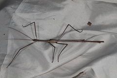 Phasmatini