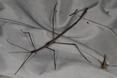 Phasmatini