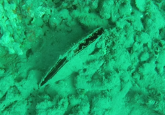 Atrina vexillum