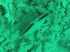Atrina vexillum