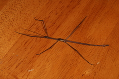 Phasmatini