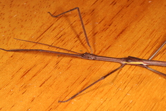 Phasmatini
