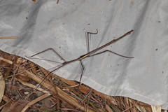 Phasmatini