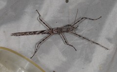 Xeroderus kirbyi