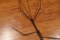 Phasmatini
