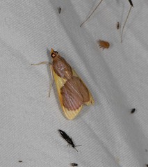 Prooedema inscisalis