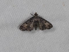Sufetula hemiophthalma