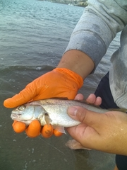 Genyonemus lineatus