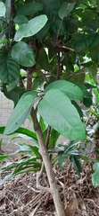 Oxyanthus pyriformis