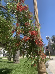 Erythrina crista-galli