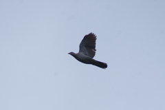 Ducula badia