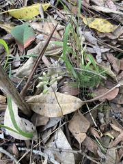 Cheirostylis notialis