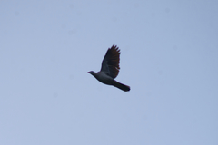 Ducula badia