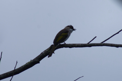 Hemixos flavala remotus