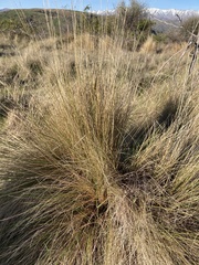 Festuca novae-zelandiae