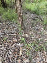 Geitonoplesium cymosum