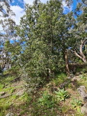 Brachychiton populneus populneus