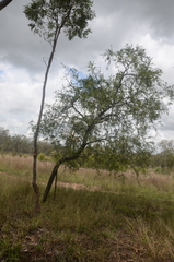 Maytenus cunninghamii