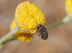 Acmaeoderella