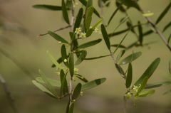 Maytenus cunninghamii