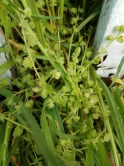 Veronica hederifolia