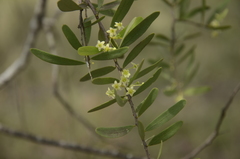 Maytenus cunninghamii