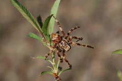 Araneus grossus