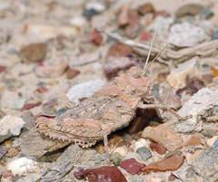 Asiotmethis muricatus